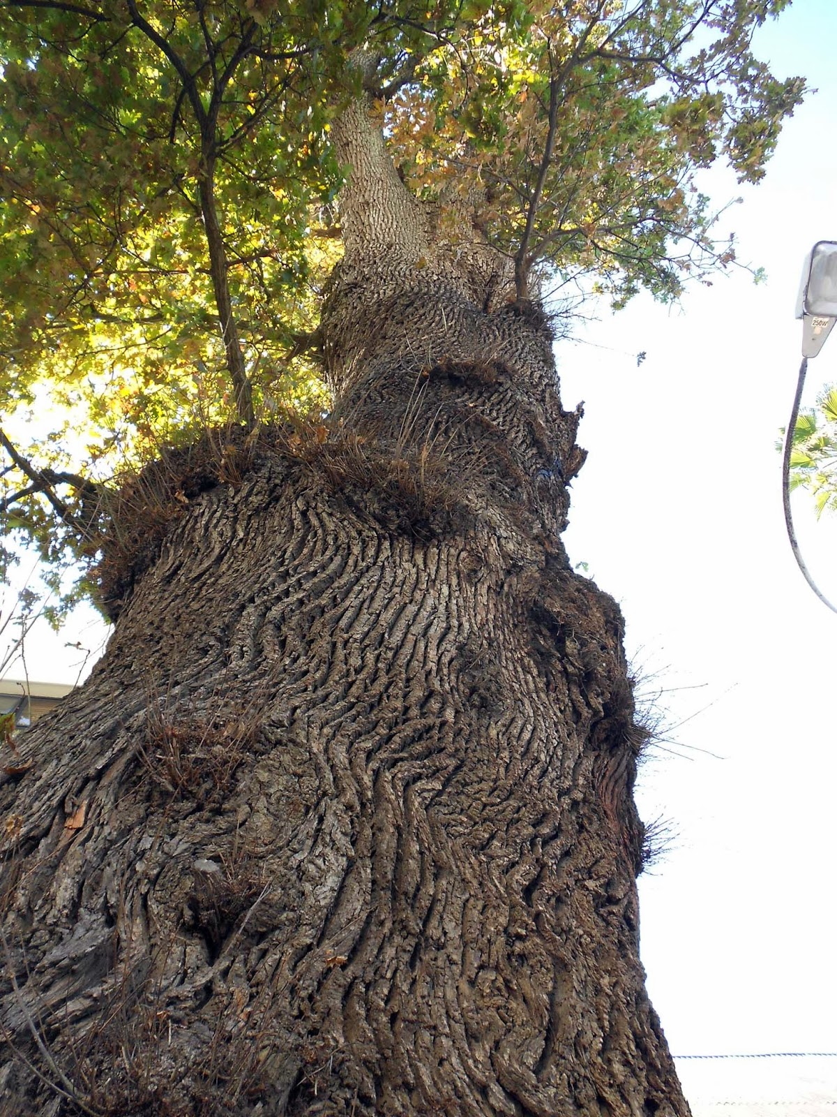 Stellenbosch Photo Tour