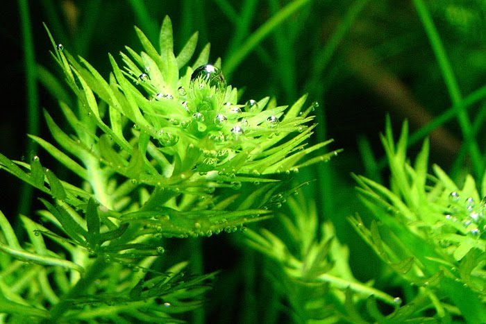 Water Violet Hottonia palustris Aquarium Plants Species