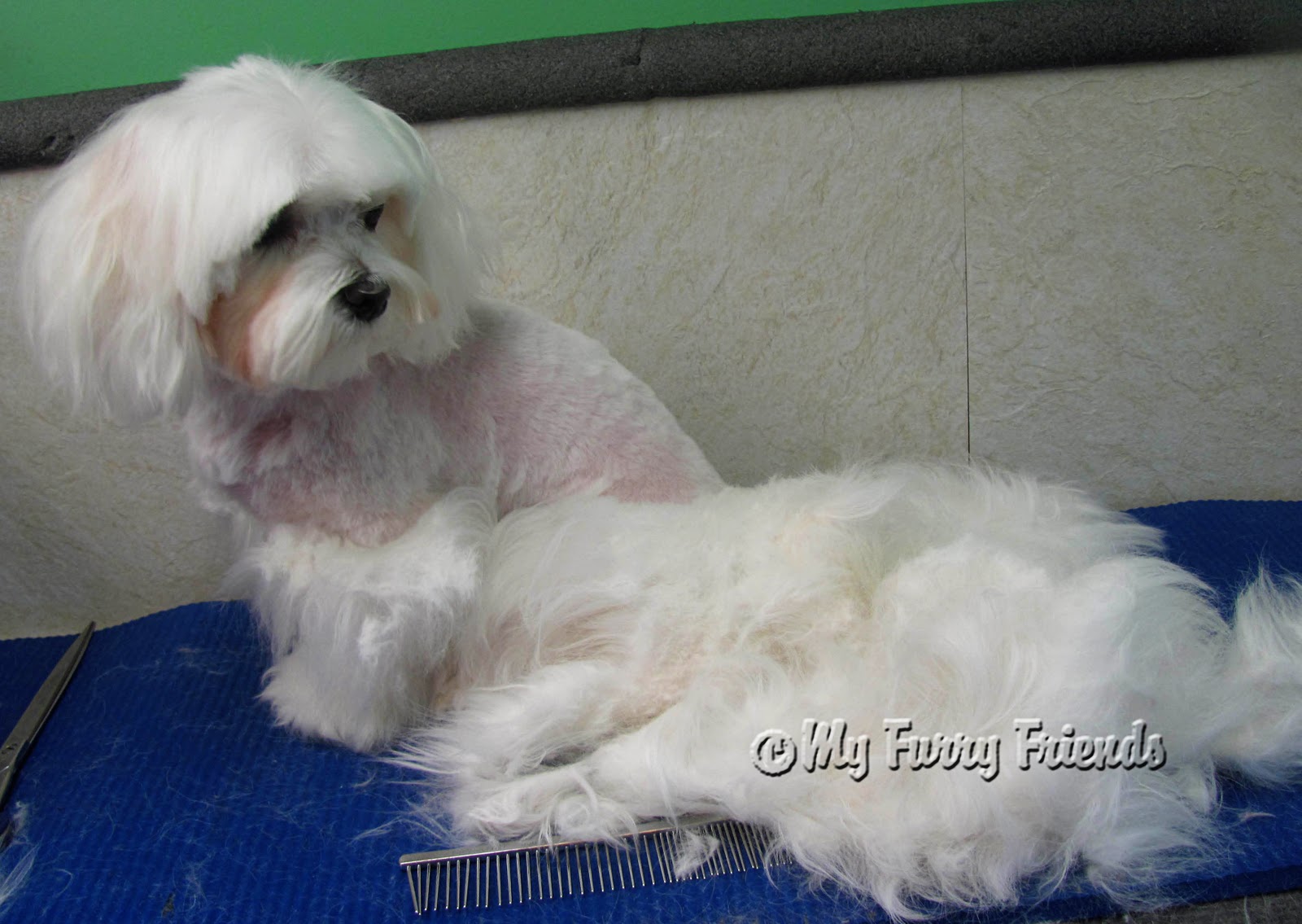 Pet Grooming The Good, The Bad, & The Furry A Sweet Maltese