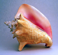 conch shell