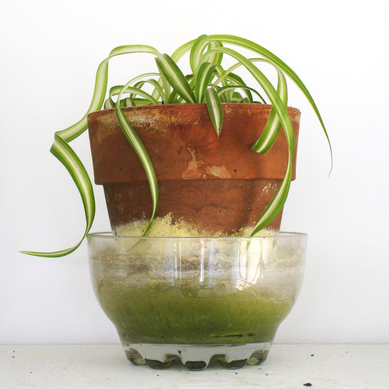 A Alicia Plant portraits