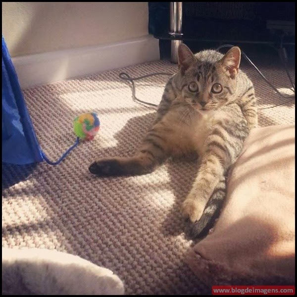 picdump