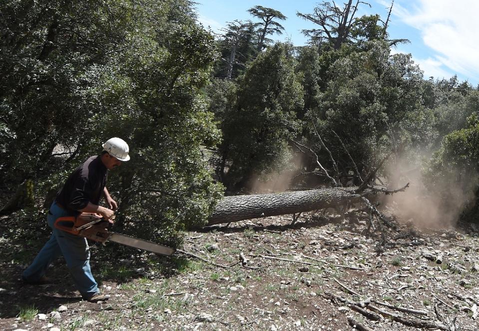 morocco s majestic cedars threatened by climate change morocco s majestic cedars threatened by climate change