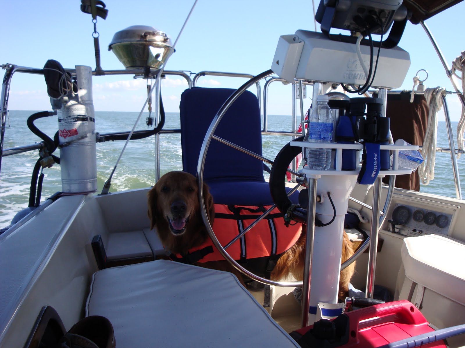 Boat Dog Breeds Page 6 Cruisers & Sailing Forums