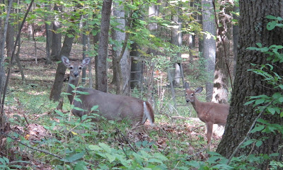 Bambi and mom