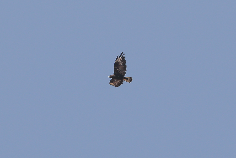 Birding along the roadside - Bani Saad Long legged Buzzard