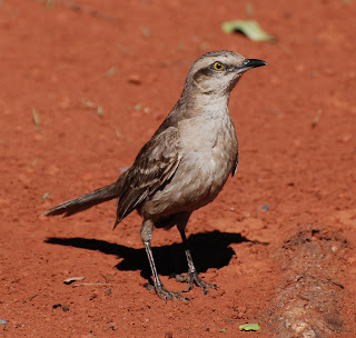 Chalk-Browed Mockingbird