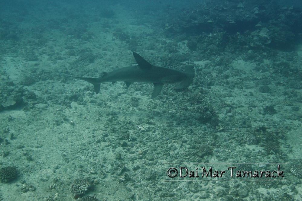 Capturing the Moment Hammerhead Shark Dive in Hawaii