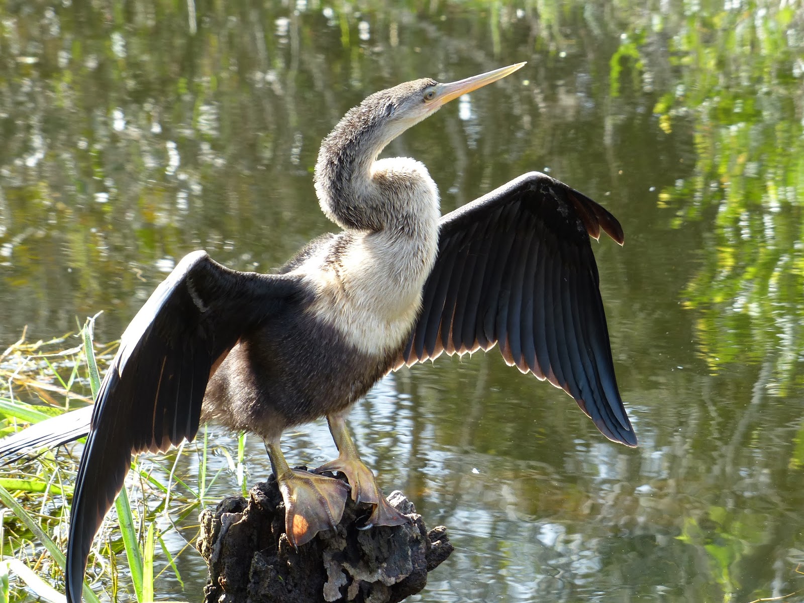 Good morning Norfolk !: FAUNE & FLORE DE FLORIDE