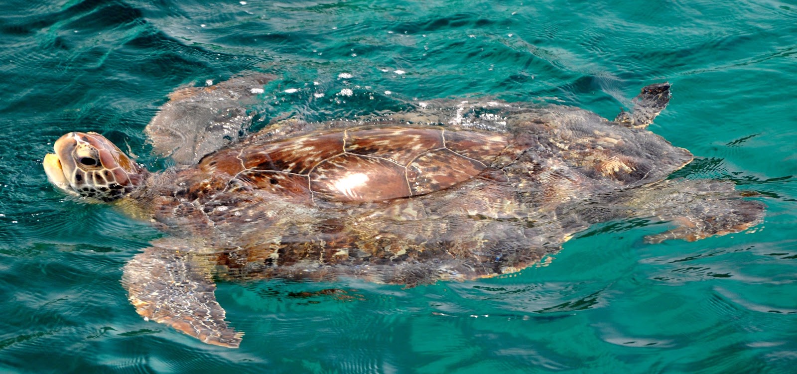 Des Trois Îlets à l'Anse Mitan, Martinique La Jeannoise