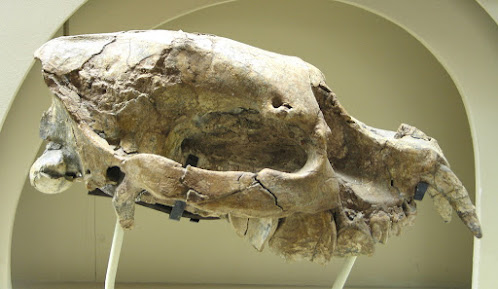 Cadurcodon skull
