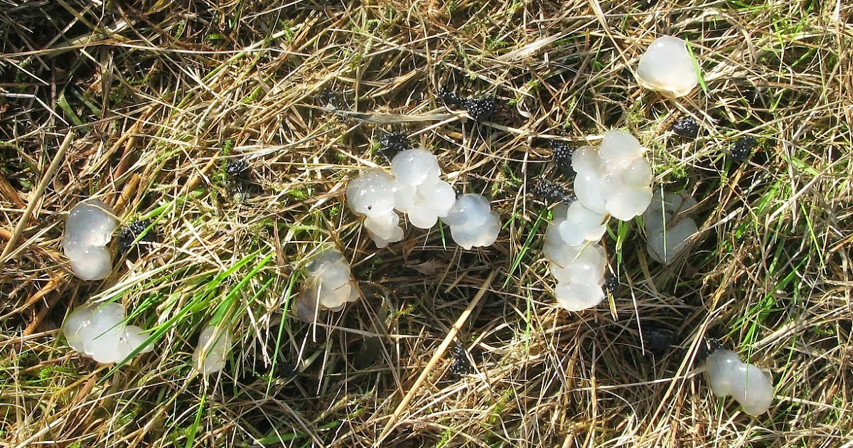frog spawn slime