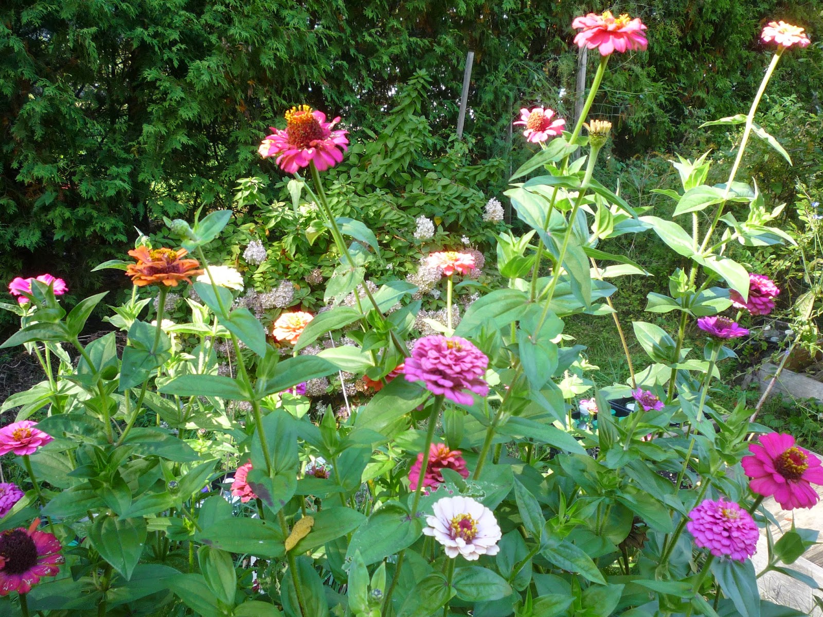 Vermont backyard Flowers and Foliage Oct 2014 South Burlington
