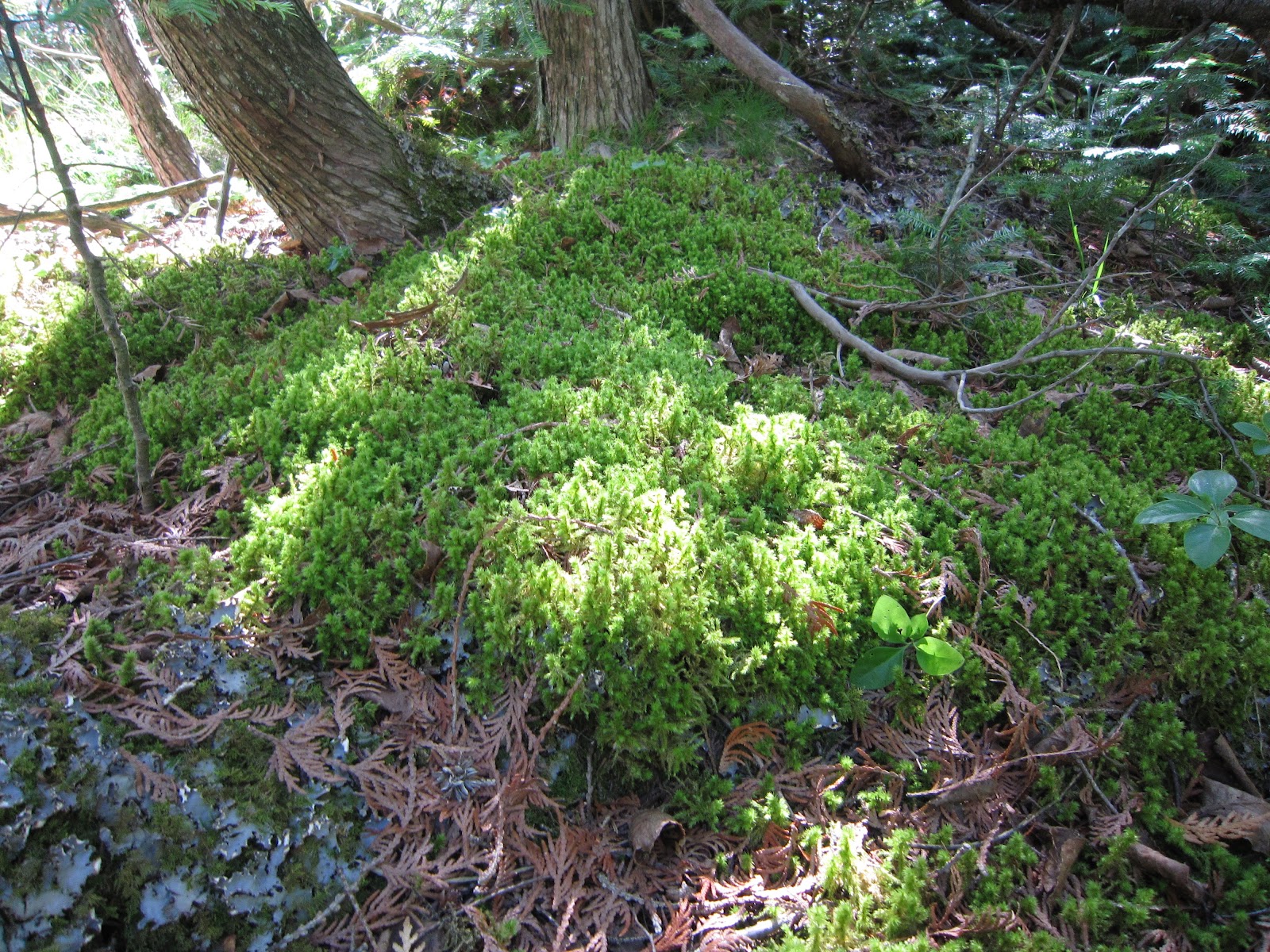 Amy Brown Science Mosses, Mosses, Mosses!