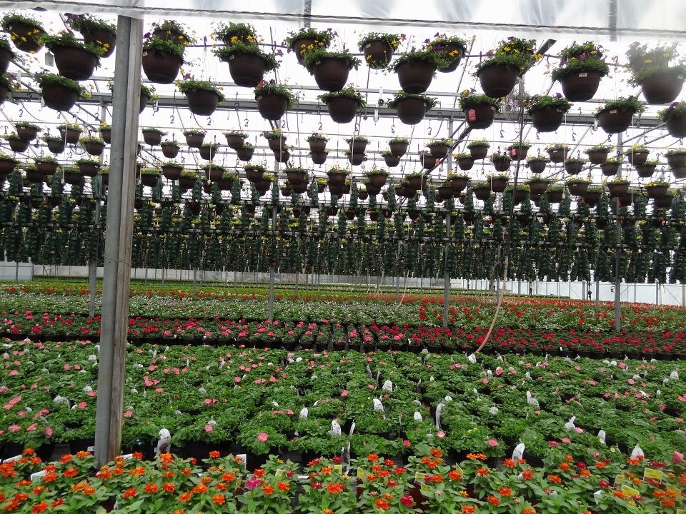 Dan Schantz Greenhouse and Cut Flower Outlet