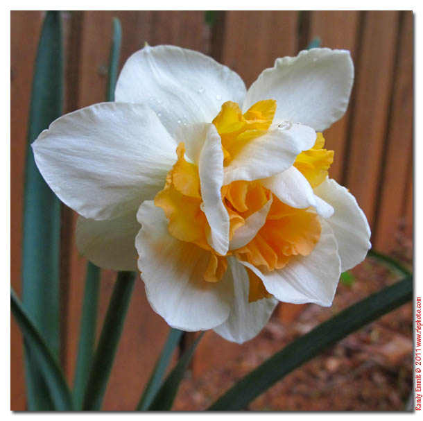 Randy & Meg's Garden Paradise The Blue Bottle Flower