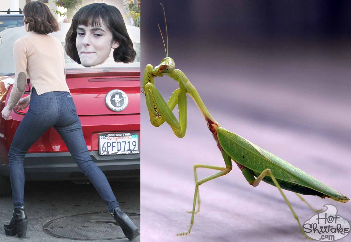 Ali Lohan Preying Mantis