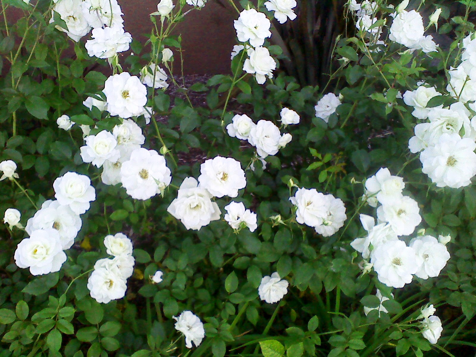 White roses Seen on my morning walk today