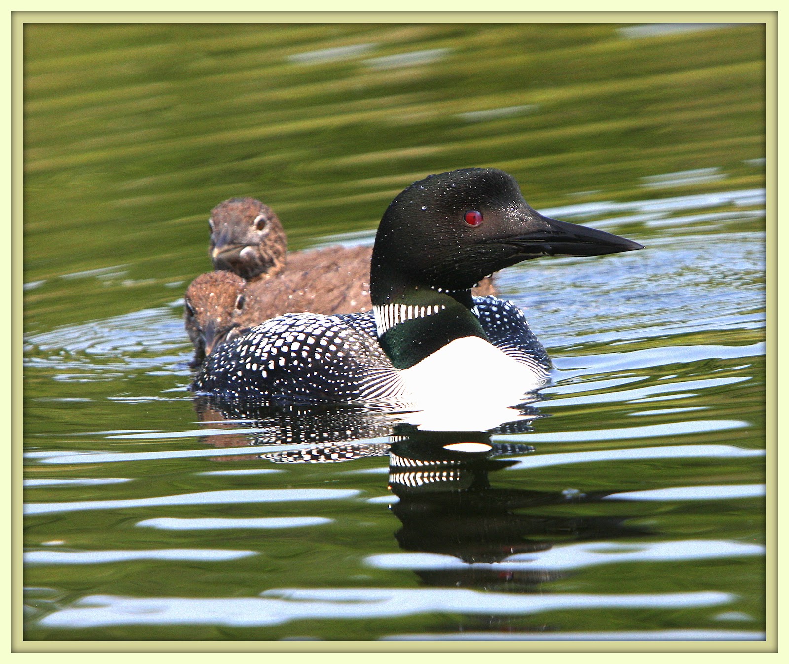 Walk With Father Nature Loons of Lilley Lake 2
