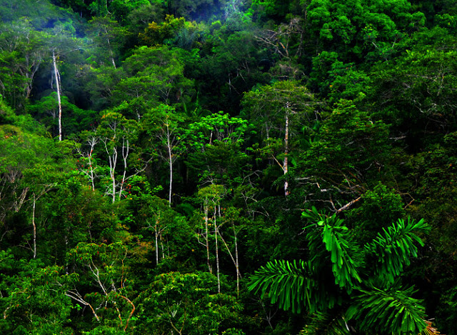 Paisajes de Selvas Tropicales Selva Tropical