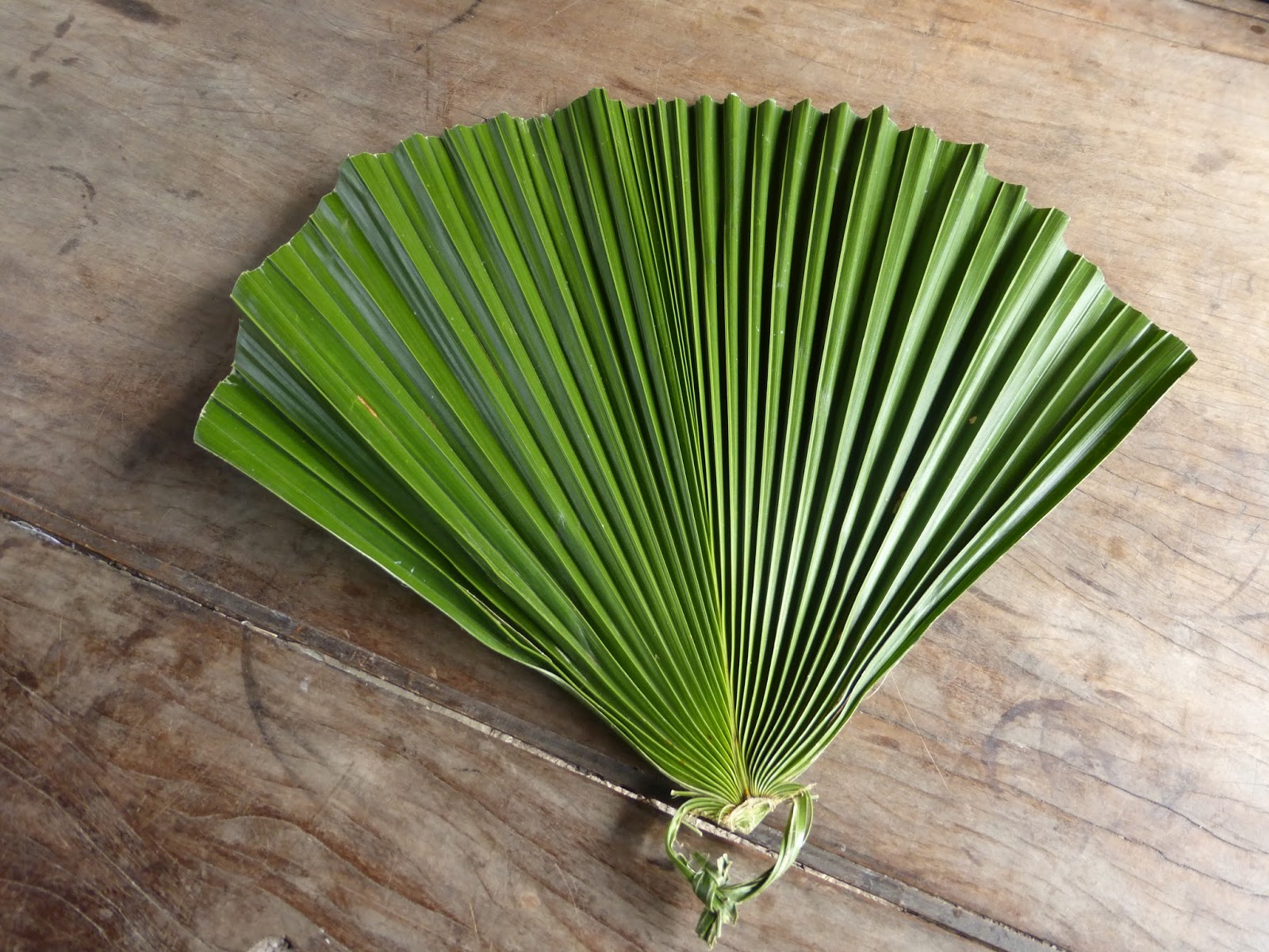 COCONUT 101 TREE OF LIFE