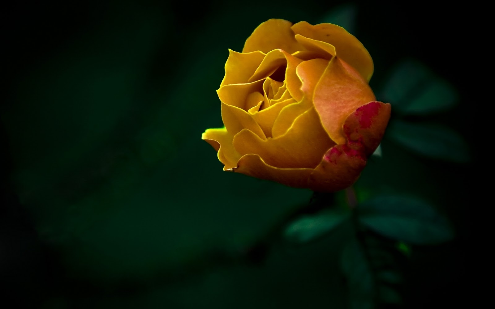 http://4.bp.blogspot.com/-whh7cfA1n_4/TyQG7ACVT6I/AAAAAAAAAMY/_rBQt8xicm8/s1600/Yellow+Rose+HQ+Wallpaper.jpg
