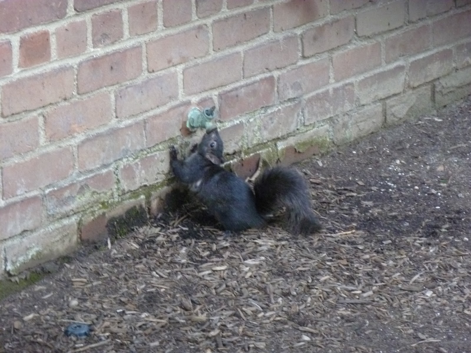squirrel mange