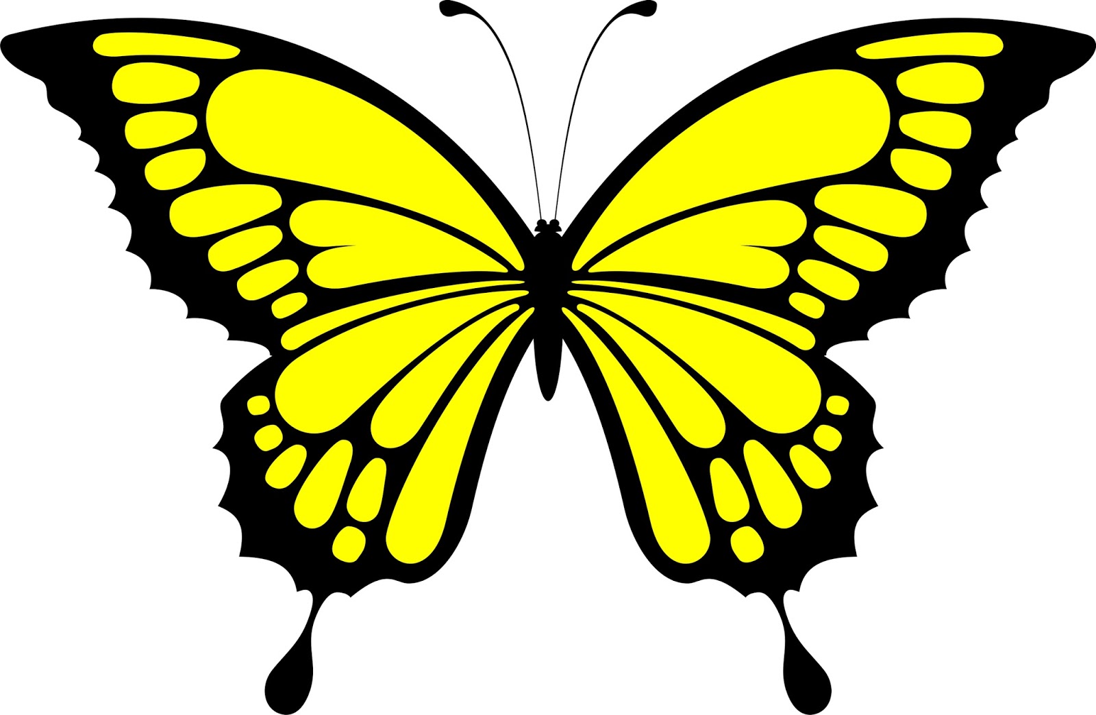 gambar Gambar Kupu Kupu Lengkap