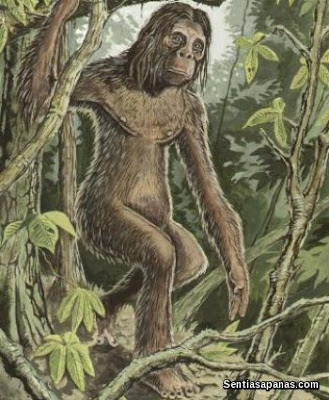 Orang Pendek' Di Sumatera