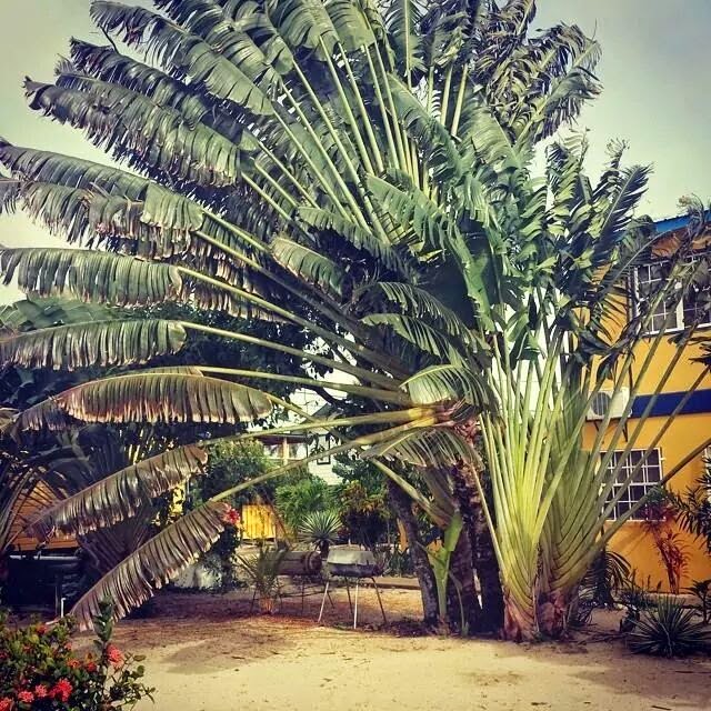 Remaxvipbelize :palm fan