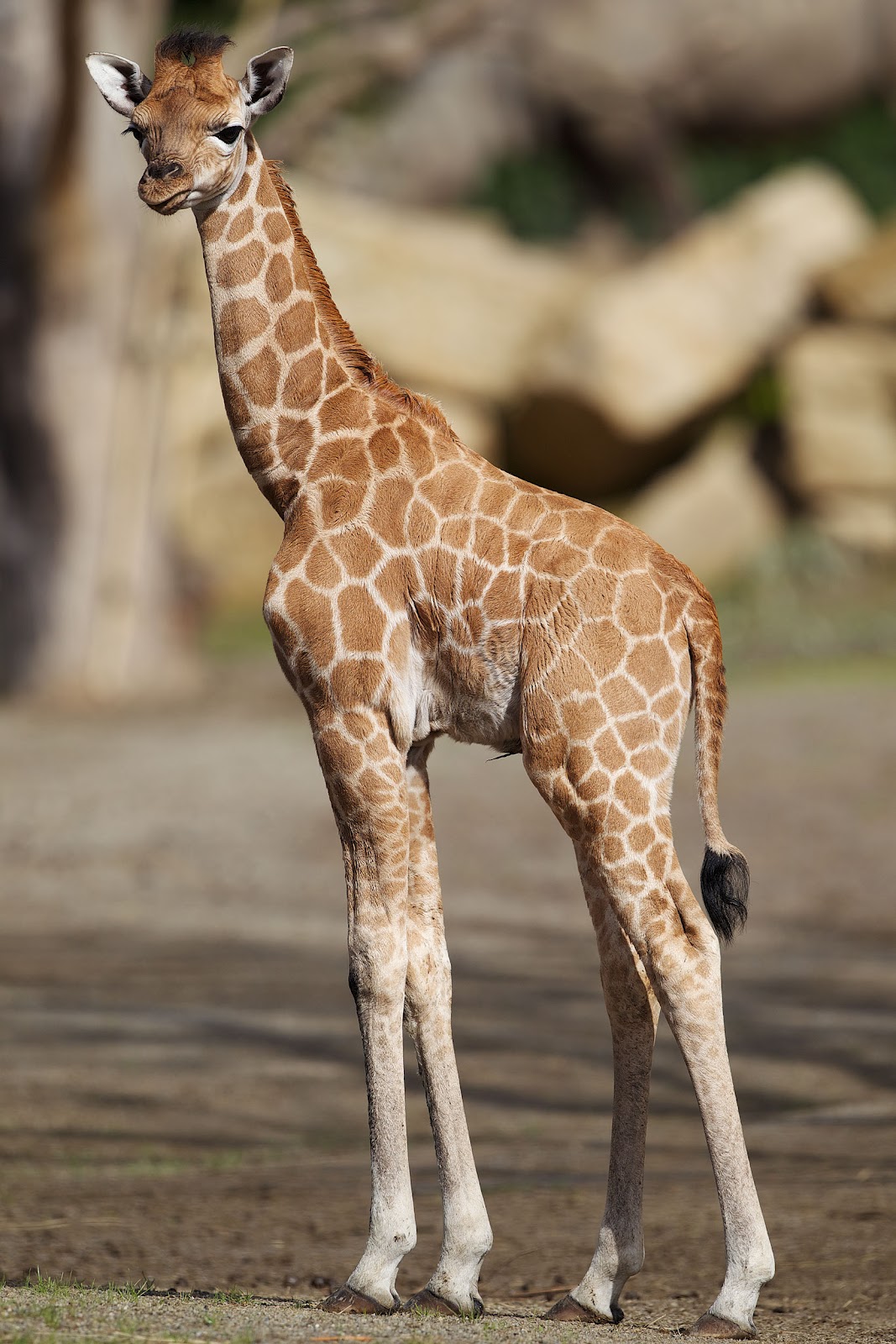 dublin zoo welcomes new baby giraffe irishcentral com christmas events in connecticut