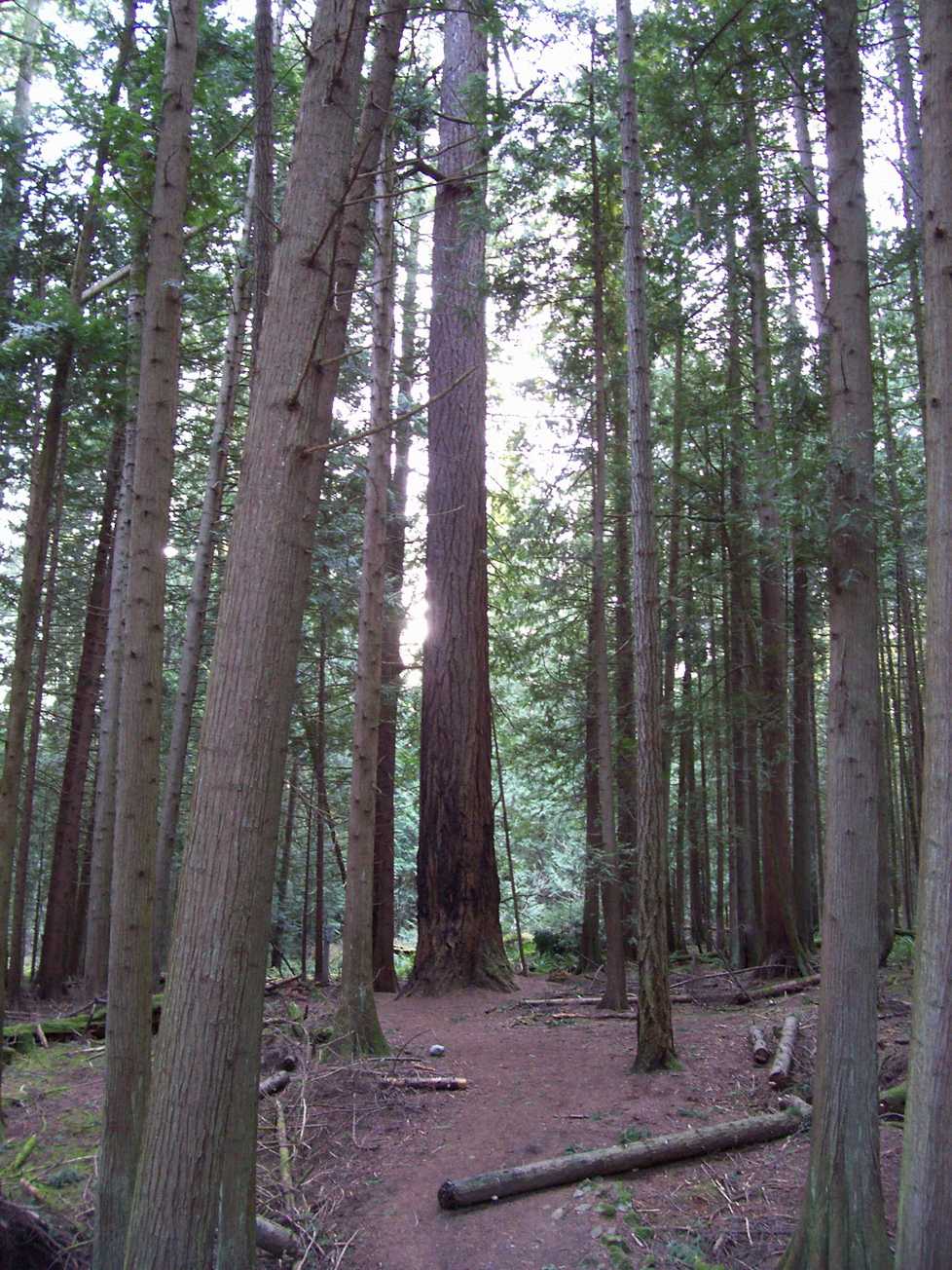 Vancouver Island Big Trees Victoria Region's Heritage Grove Trees