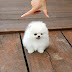 Tiny Dog Tuesday
