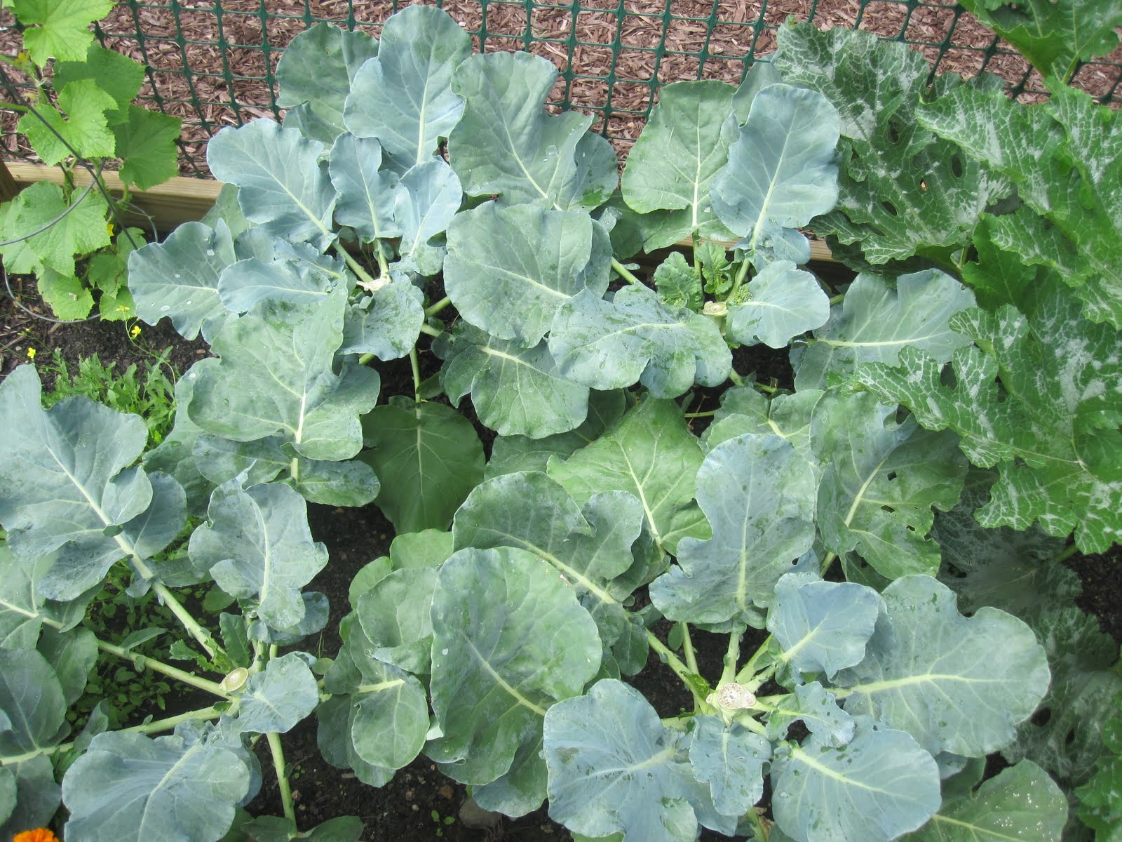 What Does A Broccoli Plant Look Like Plant Ideas