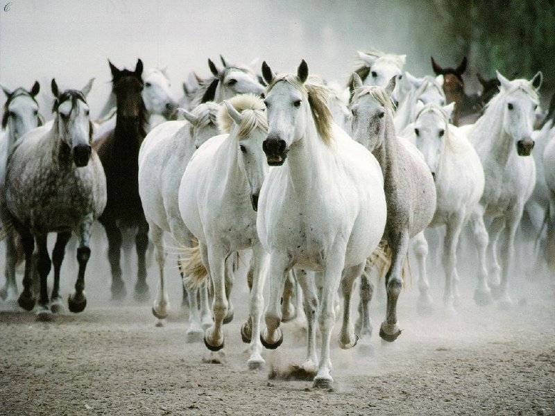 Horse - Beautiful Desktop WallPapers Seen On www.coolpicturegallery.us