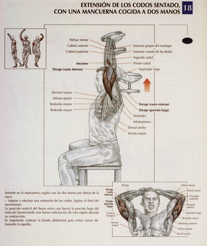 Lista 100+ Foto Extensiones De Tríceps A Una Mano Polea Baja Cena Hermosa
