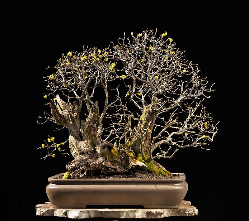 Walter Pall Bonsai Adventures dogwood 1 in bloom