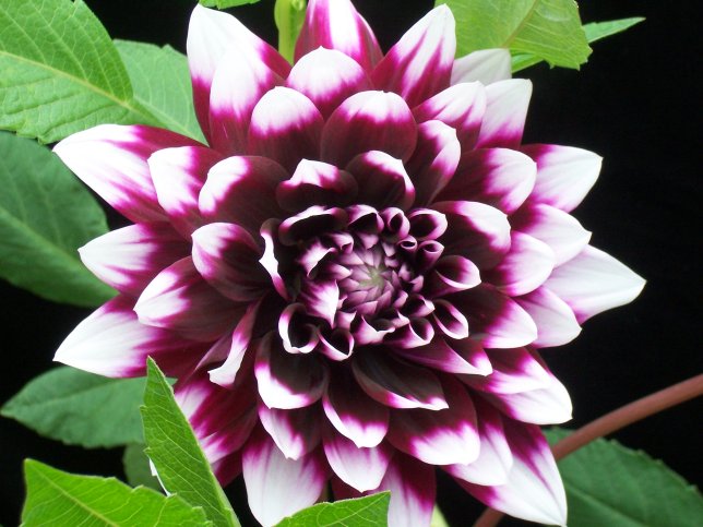 Pustaka Pertanian Budidaya Dahlia Dahlia Spp L