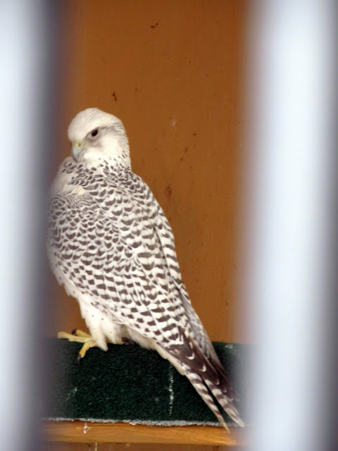 Homestead Wannabes: Birds of Prey Center
