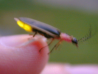 Pictures Of Firefly (Lightning Bug) - Free Firefly (Lightning Bug) pictures 
