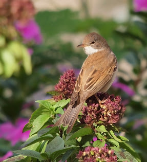 Common whitethroat