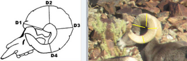 Side+View+Measurements+with+Boone+and+Crockett+Diagram+with+Colburn+and+Scott+Outfitters.jpg