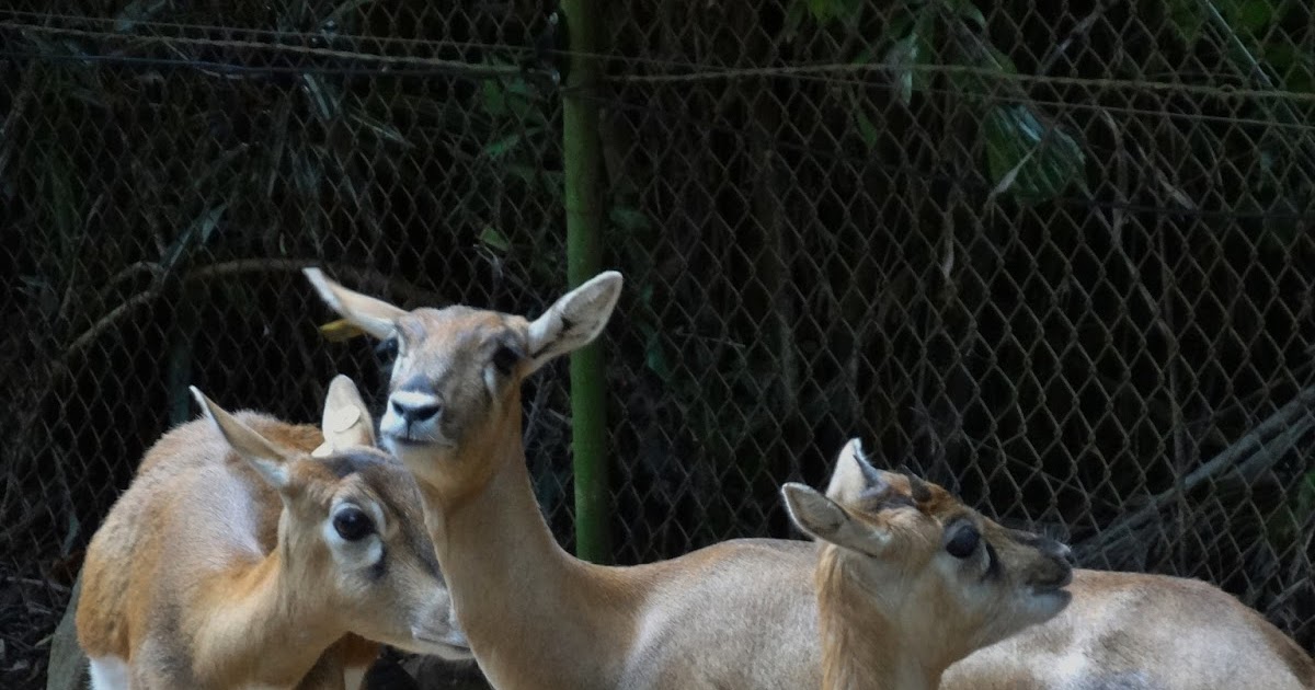 Stu the Zoo Alma Park Zoo Review