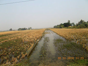 Paddy fields in the Bengal Countryside travelling from Kolkata to Godhkali Port.
