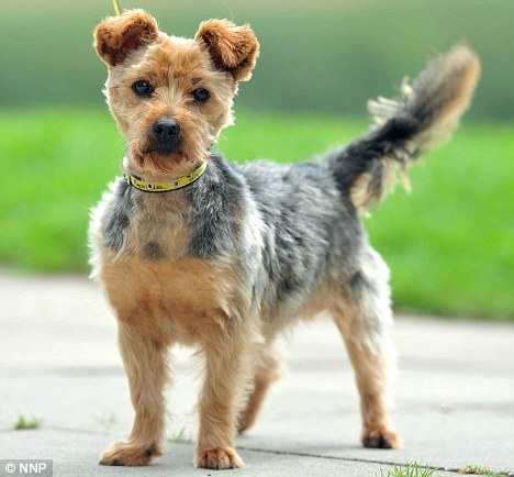 Can You Cuddle Dogs At Rescue Centres Can You Cuddle Dogs At Rescue Centres