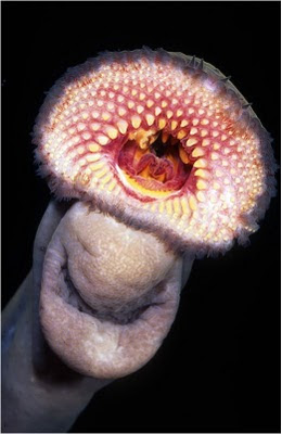 Most Disgusting Fishes pictures