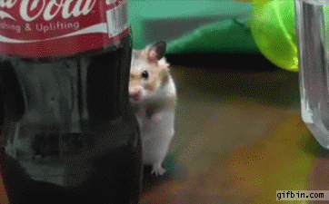 006-funny-animal-gifs-dramatic-hamster-behind-coca-cola-bottle.gif