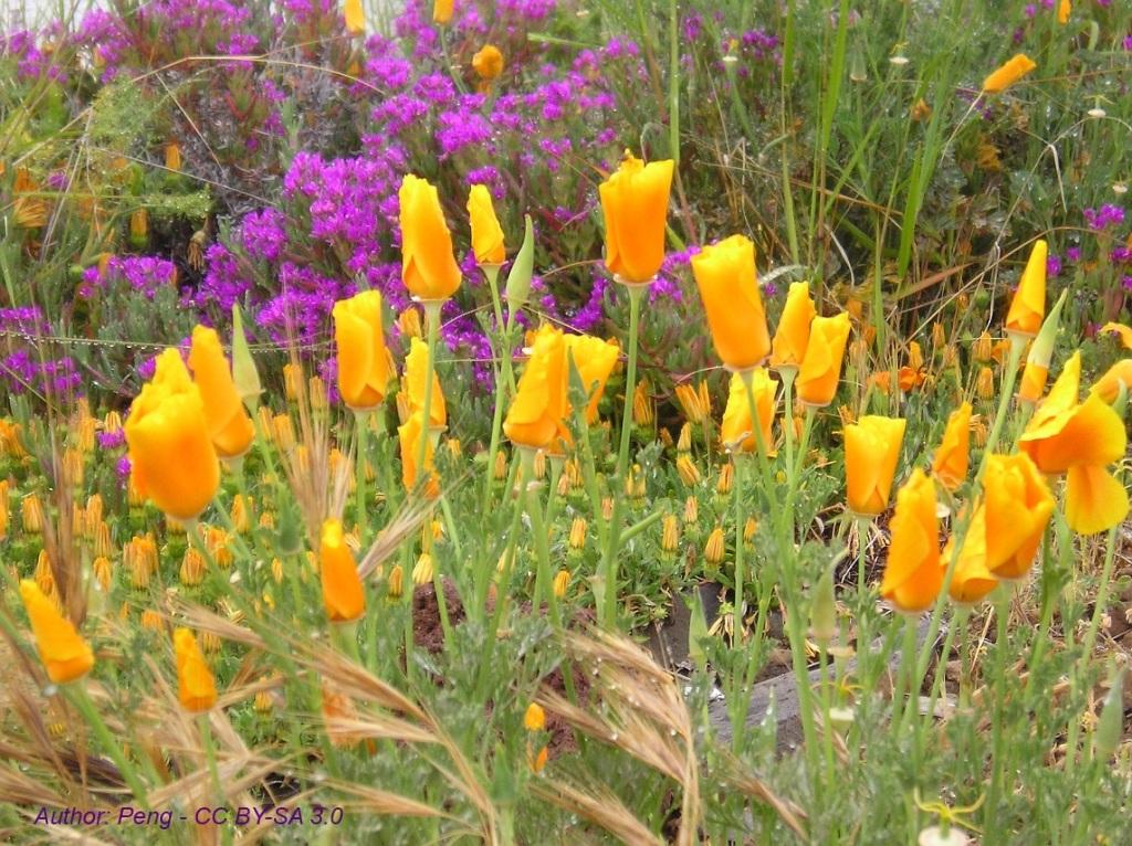 Flora Der Bloggarten