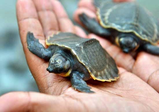 Kura-Kura Moncong Babi (Carettochelys insculpta) Kura-Kura Moncong Babi (Carettochelys insculpta)