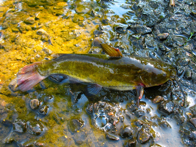 [Image: IMG_1583_post.jpg]